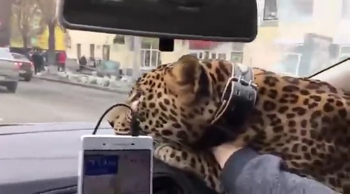 Tai xe taxi hot hoang vi hanh khach dem bao dom len xe hinh anh