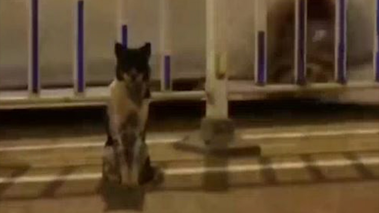 Cho trung thanh ngoi doi tai noi chu mat suot 80 ngay hinh anh