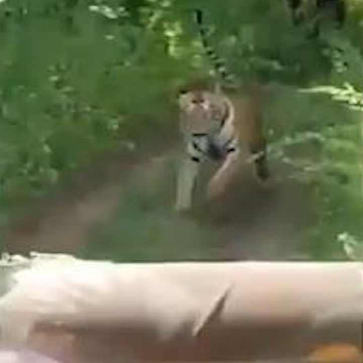 Bi ho ruot duoi, du khach hoang so bo chay hinh anh