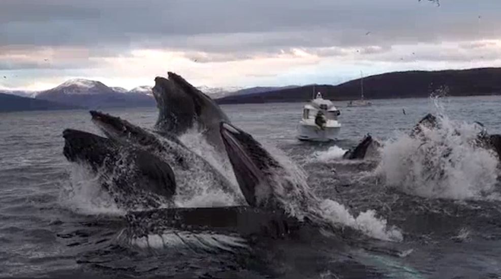 Ca voi lung gu dan tran tom gon bay ca nho hinh anh