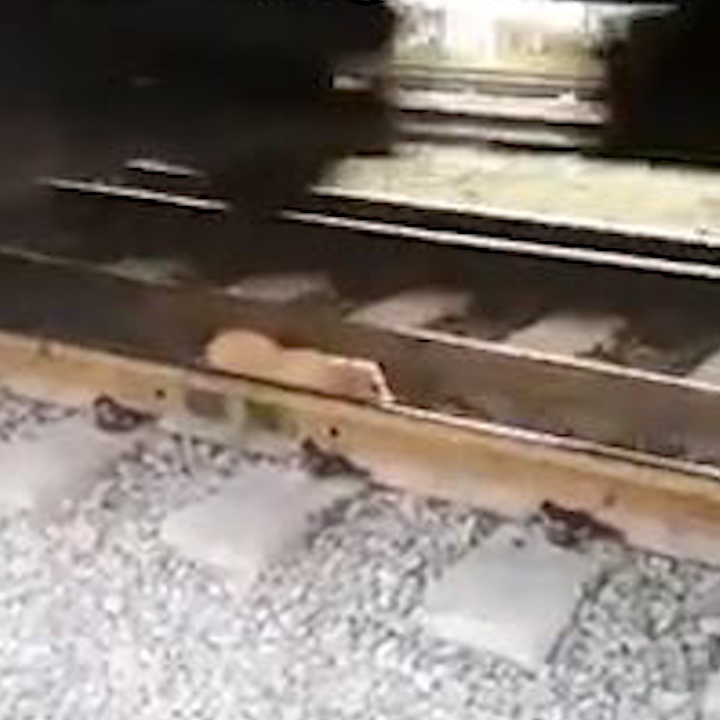 Con cho biet tu thoat than khi lot vao duong ray tau hoa hinh anh