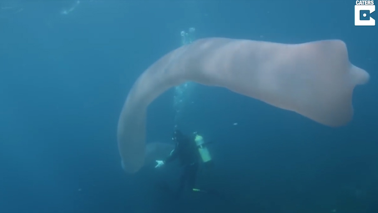 Hai tho lan bat ngo phat hien sinh vat dai 8m, than rong trong suot hinh anh