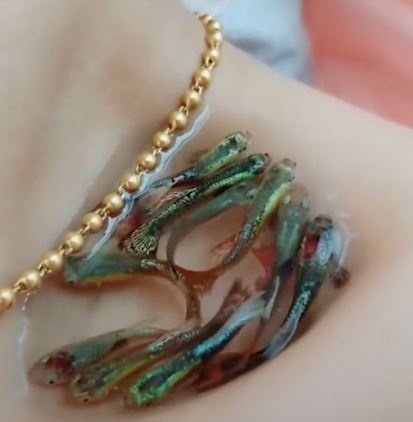 Co gai 'nuoi' den 10 con ca o xuong quai xanh hinh anh