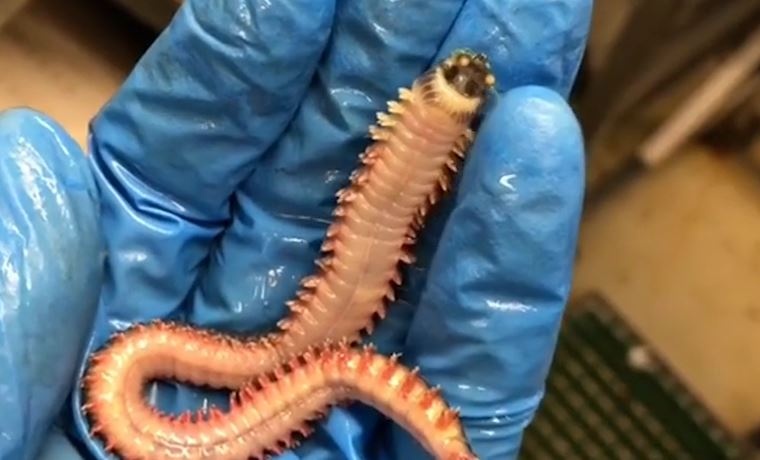 Sinh vat la nhieu chan co the lon mat vao than hinh anh