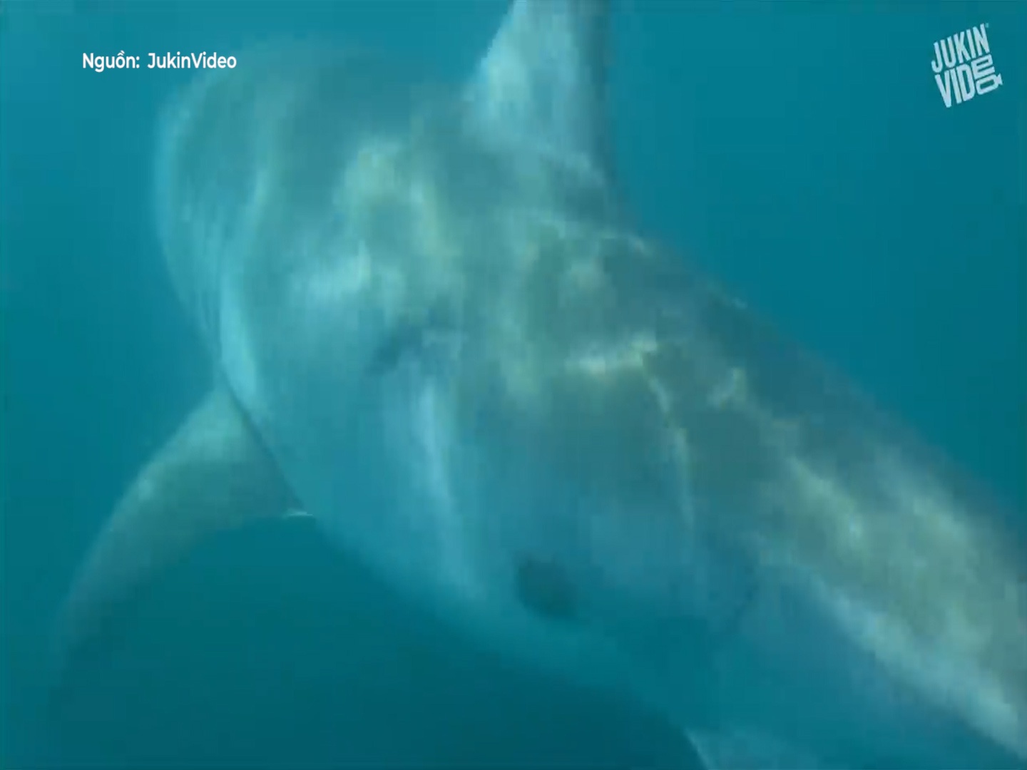 Tho cau phat hien ca map khong lo ngay duoi man thuyen hinh anh