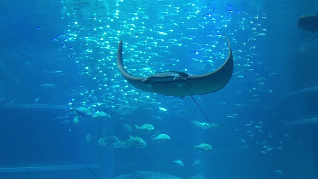 Dang boi o bien, du khach nghi bi ca duoi dien tan cong thiet mang hinh anh