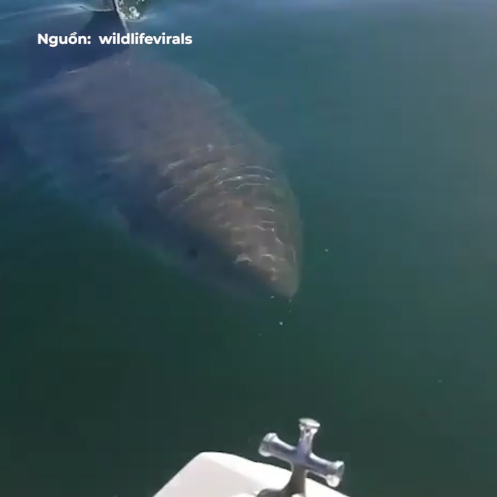 Ca map trang khong lo luon lo sau thuyen du lich hinh anh