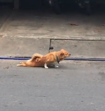 Cho gia liet de le let xin an tren pho Binh Duong hinh anh