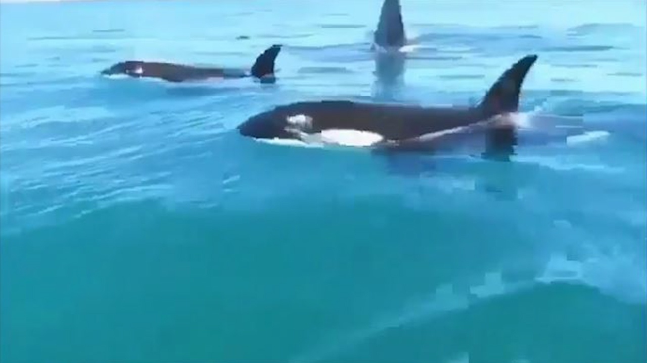 Dan ca voi sat thu boi theo du khach o New Zealand hinh anh