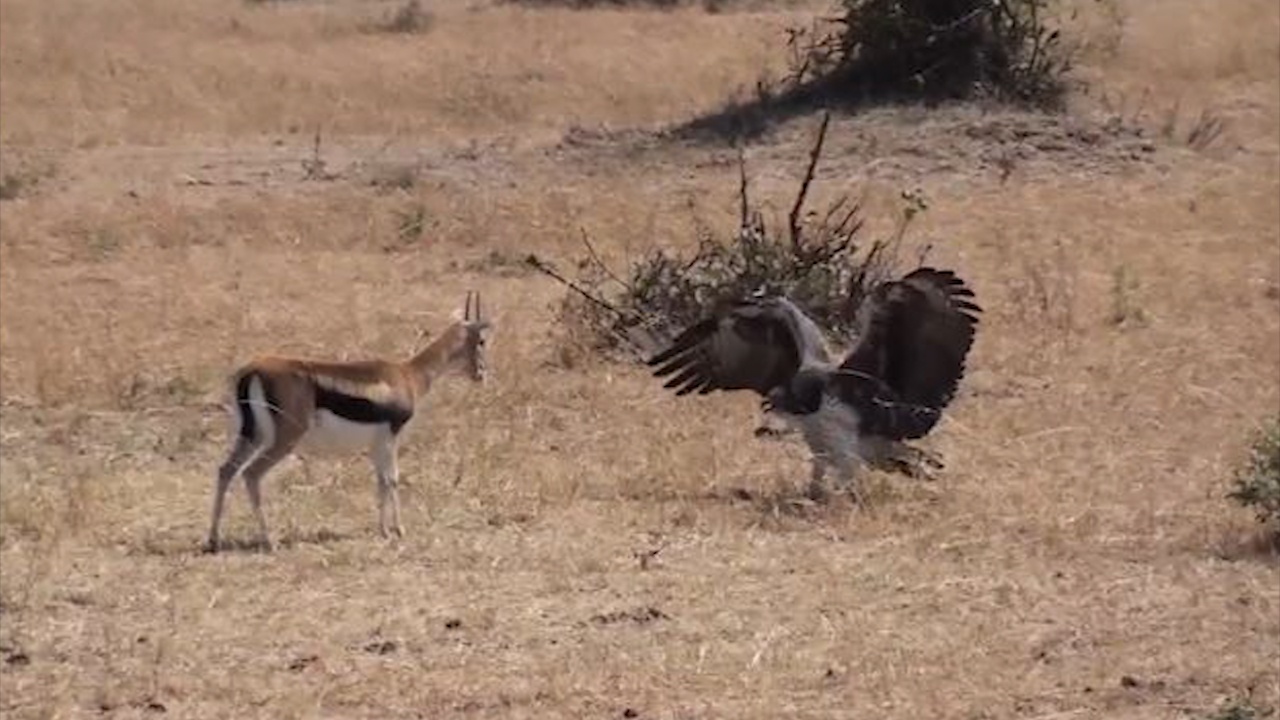 Bao ve xac con, linh duong me lieu minh doi dau voi dai bang hinh anh