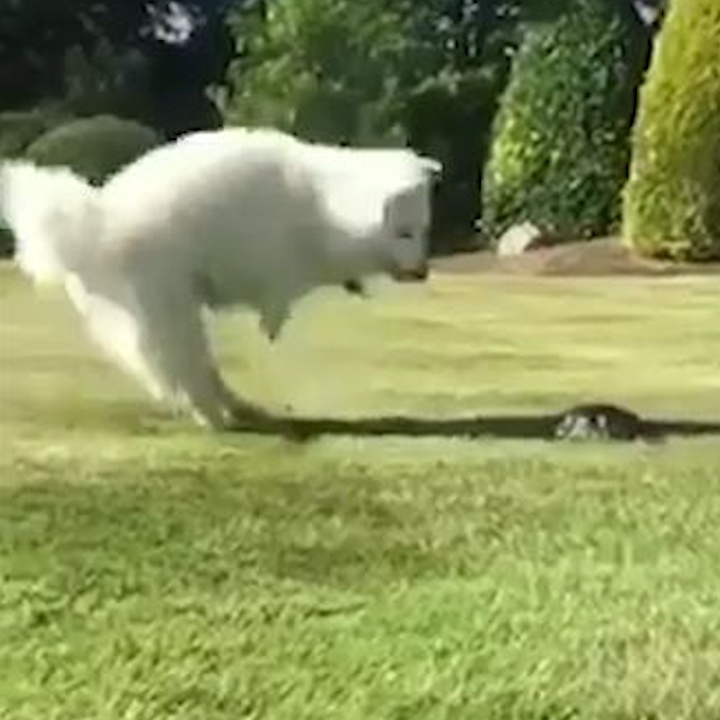 Bieu cam hai huoc cua chu cho giat 'ban nguoi' vi bi rua doa hinh anh