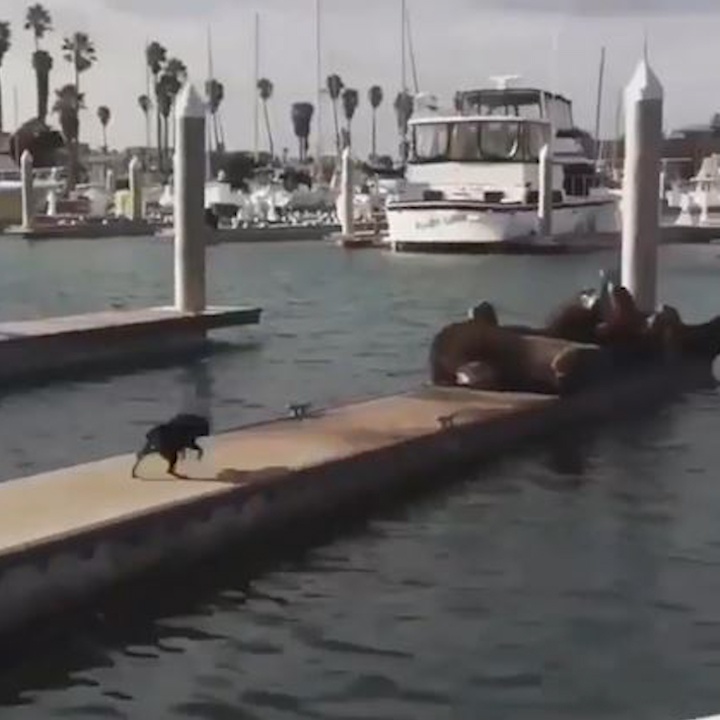 Chu cho thich thu duoi su tu bien roi xuong nuoc hinh anh