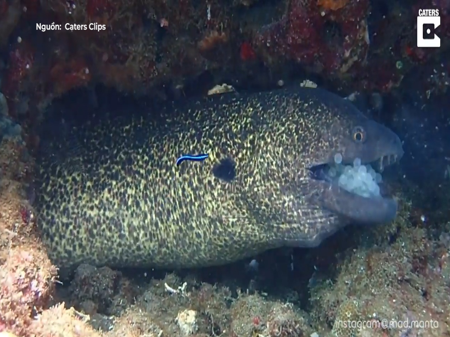 Luon bien co giat khi nuot phai khoi trung khong lo hinh anh