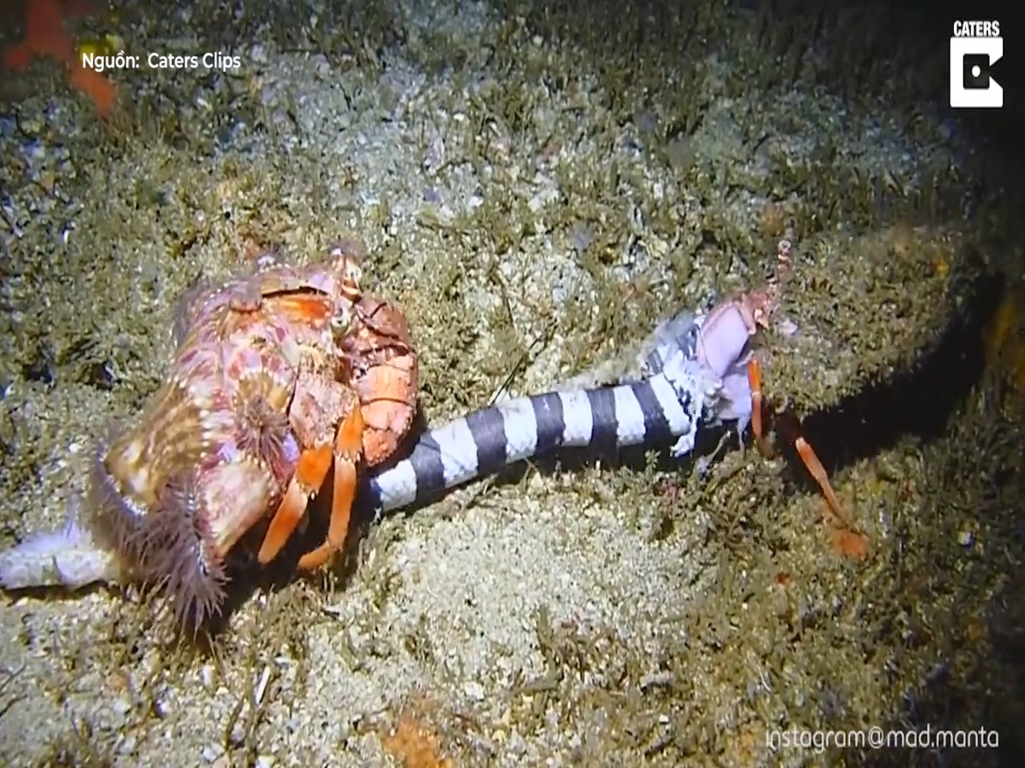 Cua muon hon xoi tai ran bien cuc doc hinh anh