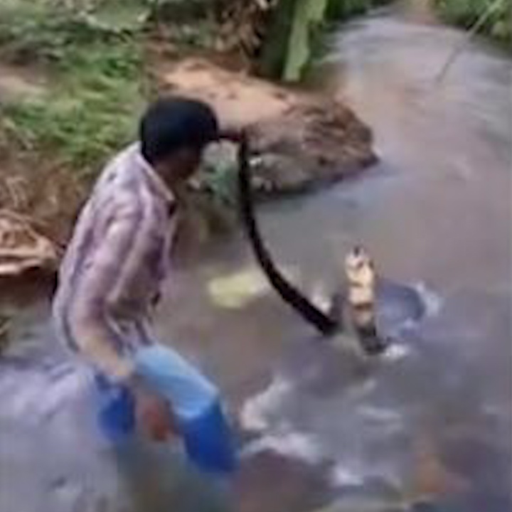 'Thay ran' An Do tay khong giai cuu ho mang chua khong lo hinh anh