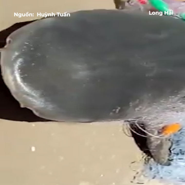 Ca map trang mac luoi ngu dan Ba Ria - Vung Tau hinh anh