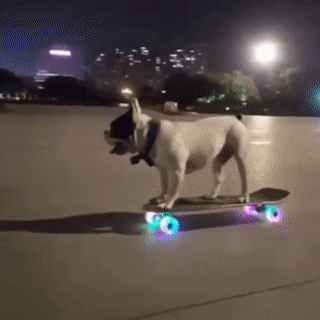 Chu cho truot van sanh dieu hinh anh