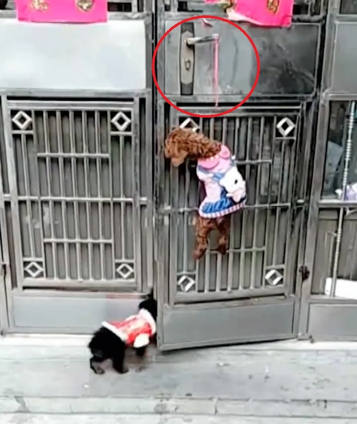 Cho biet tu mo cua vao nha roi dong lai hinh anh