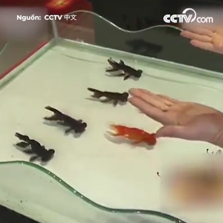 Ao thuat gia dieu khien ca vang nhay mua hinh anh