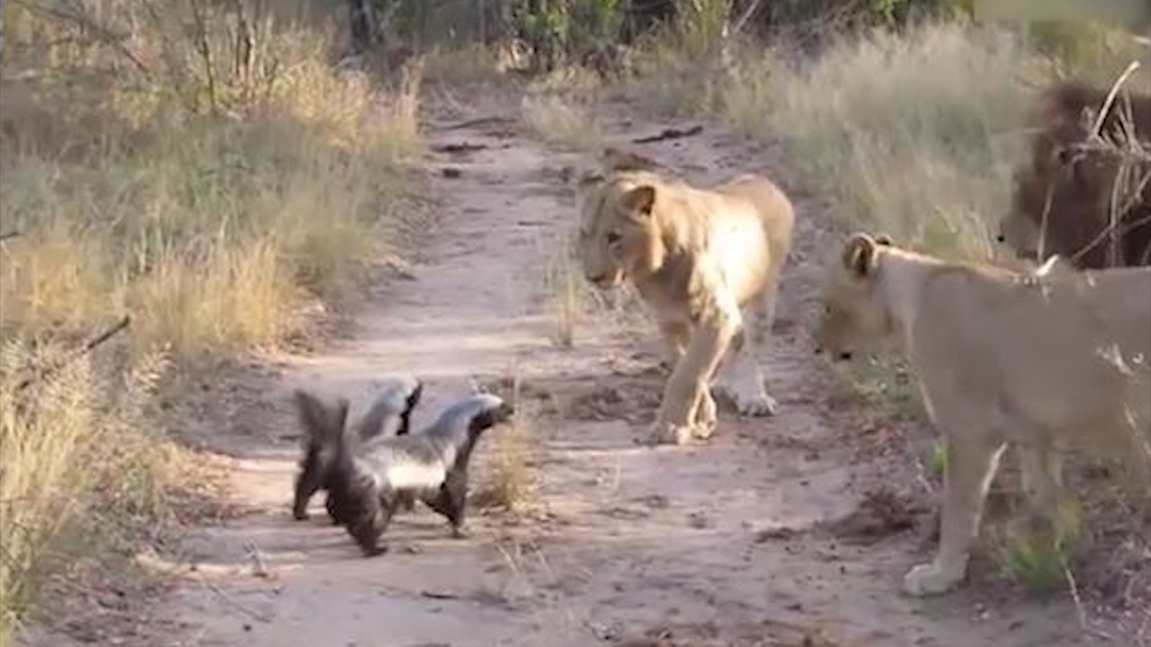 Lung be nho doi dau 3 con su tu hinh anh