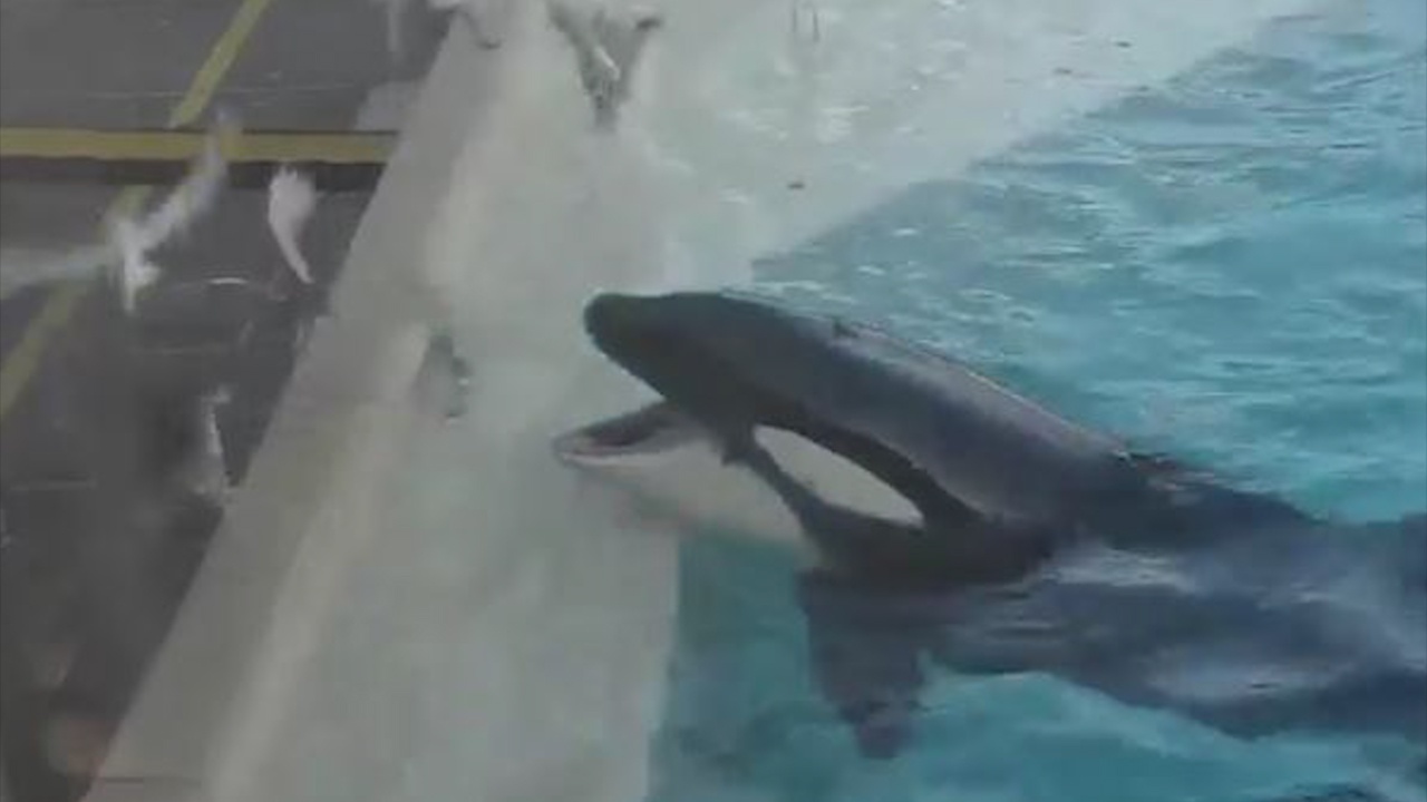 Ca voi sat thu tha moi bay chim trong vuon thu hinh anh