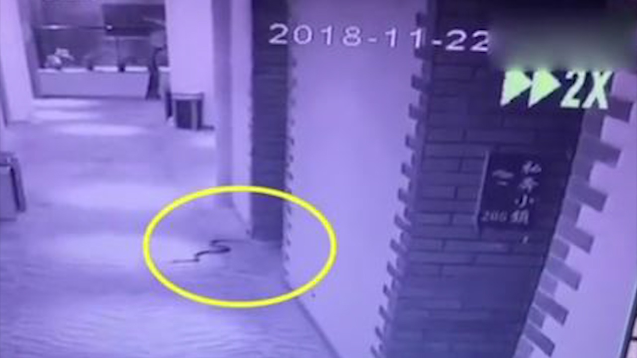 Dung ran doc de doa cuong hiep co gai, thu pham bi can chet hinh anh