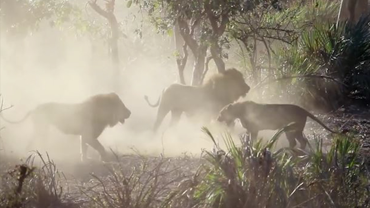 Hai bay su tu hon chien ac liet gianh xac ha ma hinh anh