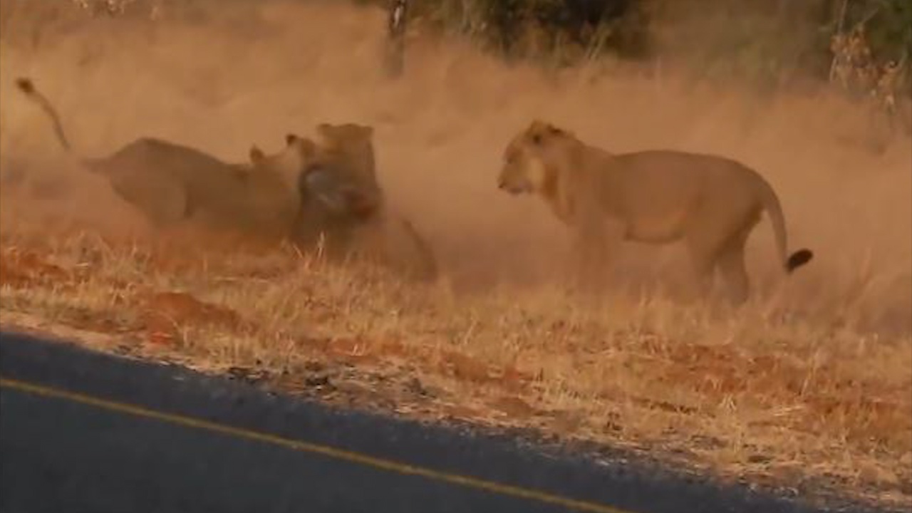 Thieu canh giac, lon rung bi su tu vo duoc hinh anh