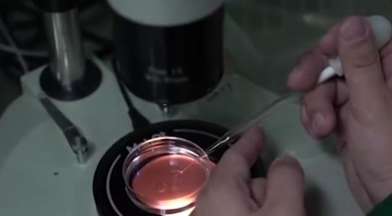 Tranh cai ve em be bien doi gen dau tien, co the khang HIV hinh anh