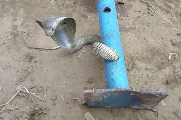 Ran ho mang dai hon 1 m 'quan quai' trong ong nho hinh anh