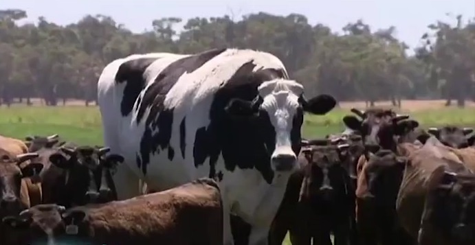 Chu bo cao gan 2 met khong phai vao lo mo vi qua kho hinh anh