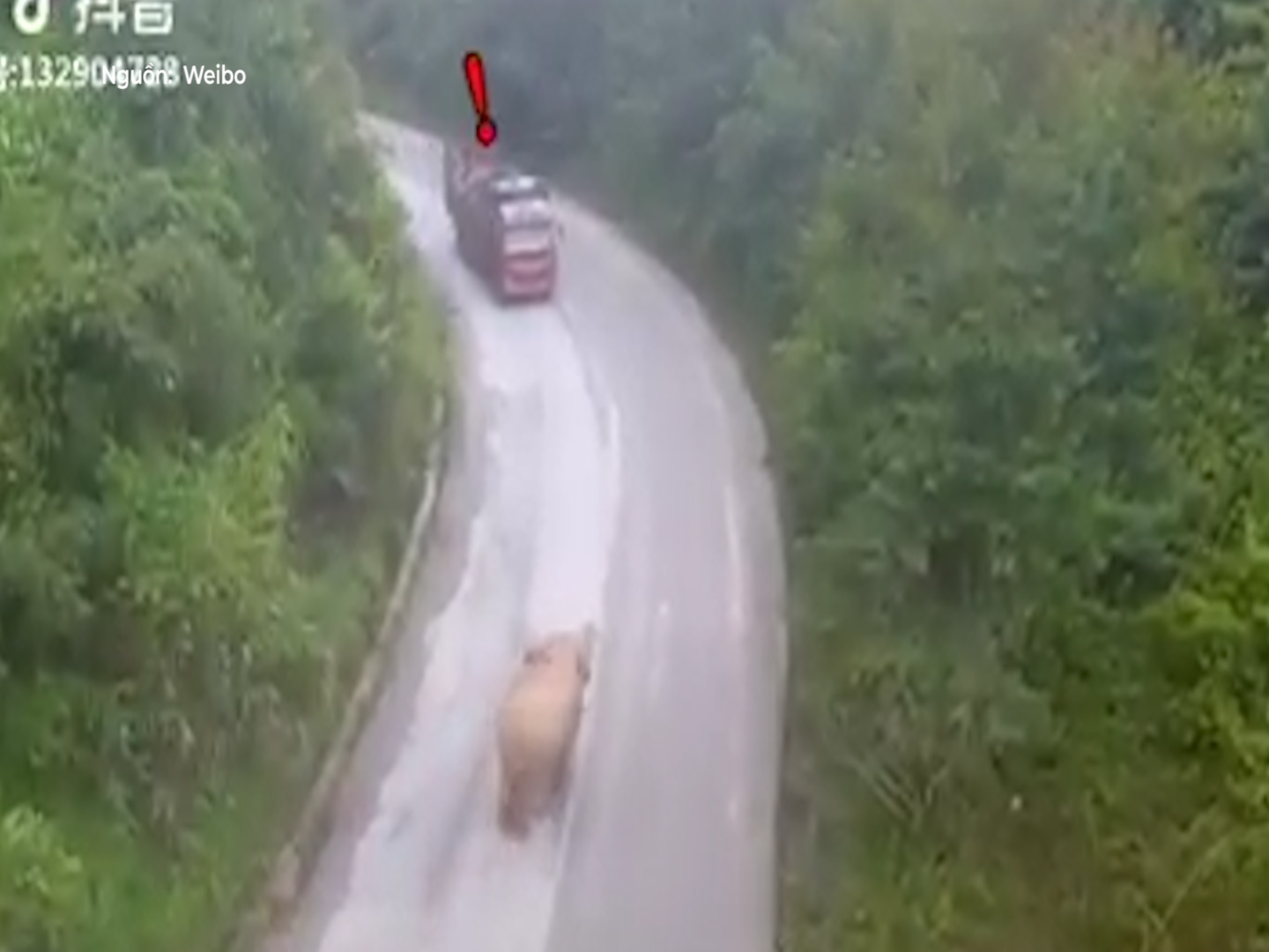 Tai xe lui dau xe, bo chay thuc mang khi bi voi rung truy duoi hinh anh