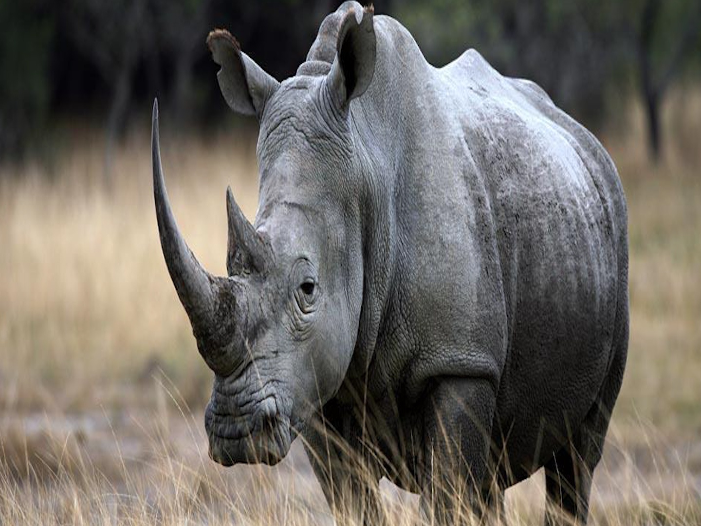 Te giac trang co lon nhu nhung loai khung long co sung? hinh anh