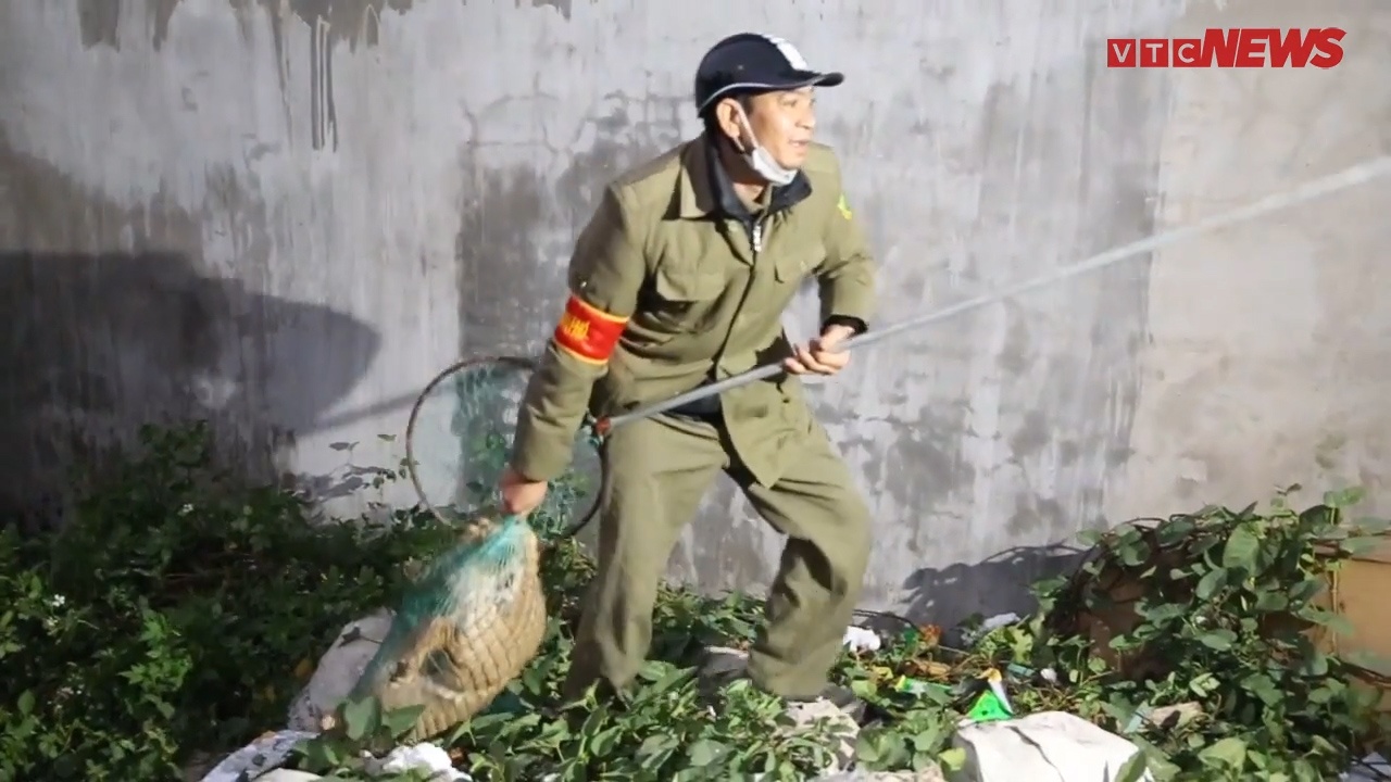 Pha luon lach nhu phim hanh dong cua doi bat cho tha rong Ha Noi hinh anh