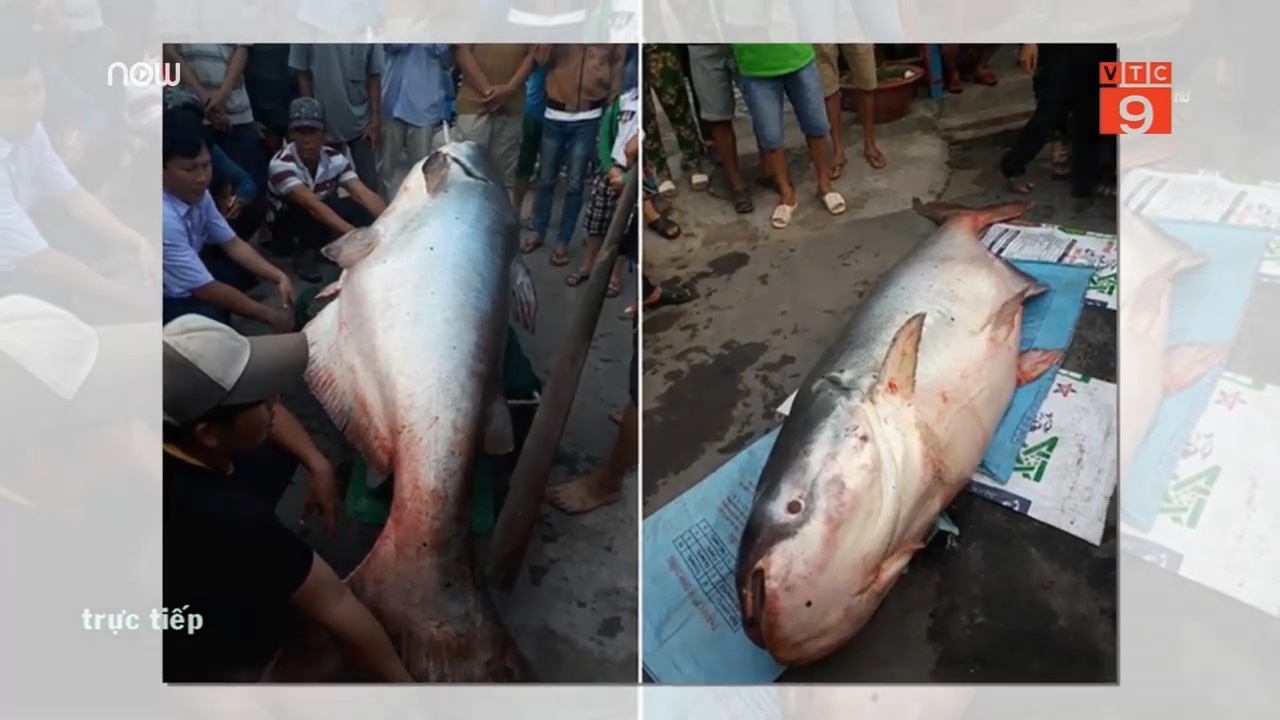 Can canh 'thuy quai' 240 kg duoc nong dan Dong Thap rao ban hinh anh