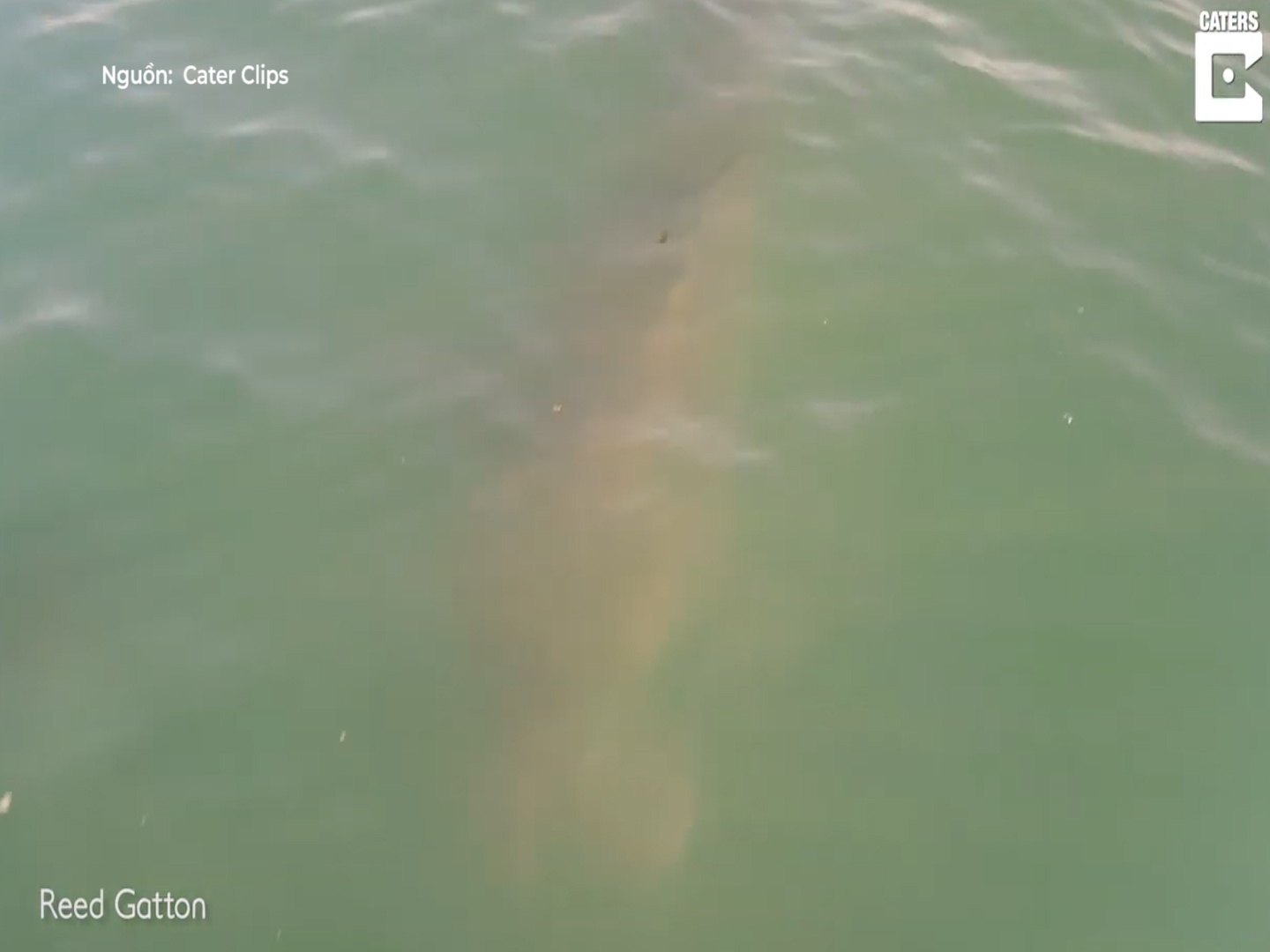 Ca map trang lang vang duoi thuyen sau khi xoi tai hai cau hinh anh