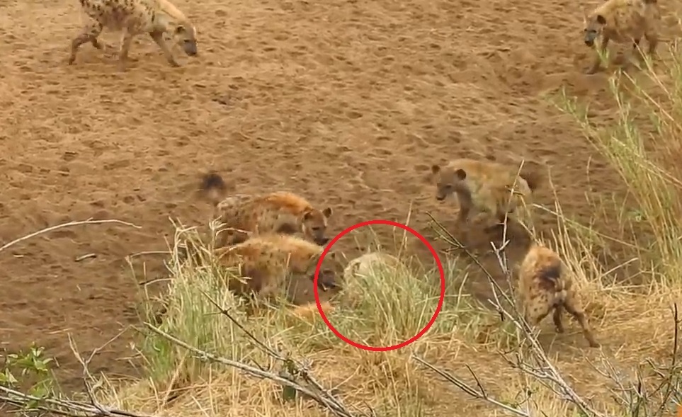 Su tu tan cong dan linh cau, giai cuu dong loai ngoan muc hinh anh