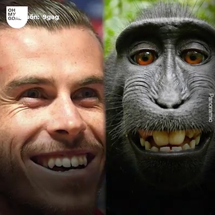 Nhung loai thu cung tao dang nhu ngoi sao bong da hinh anh