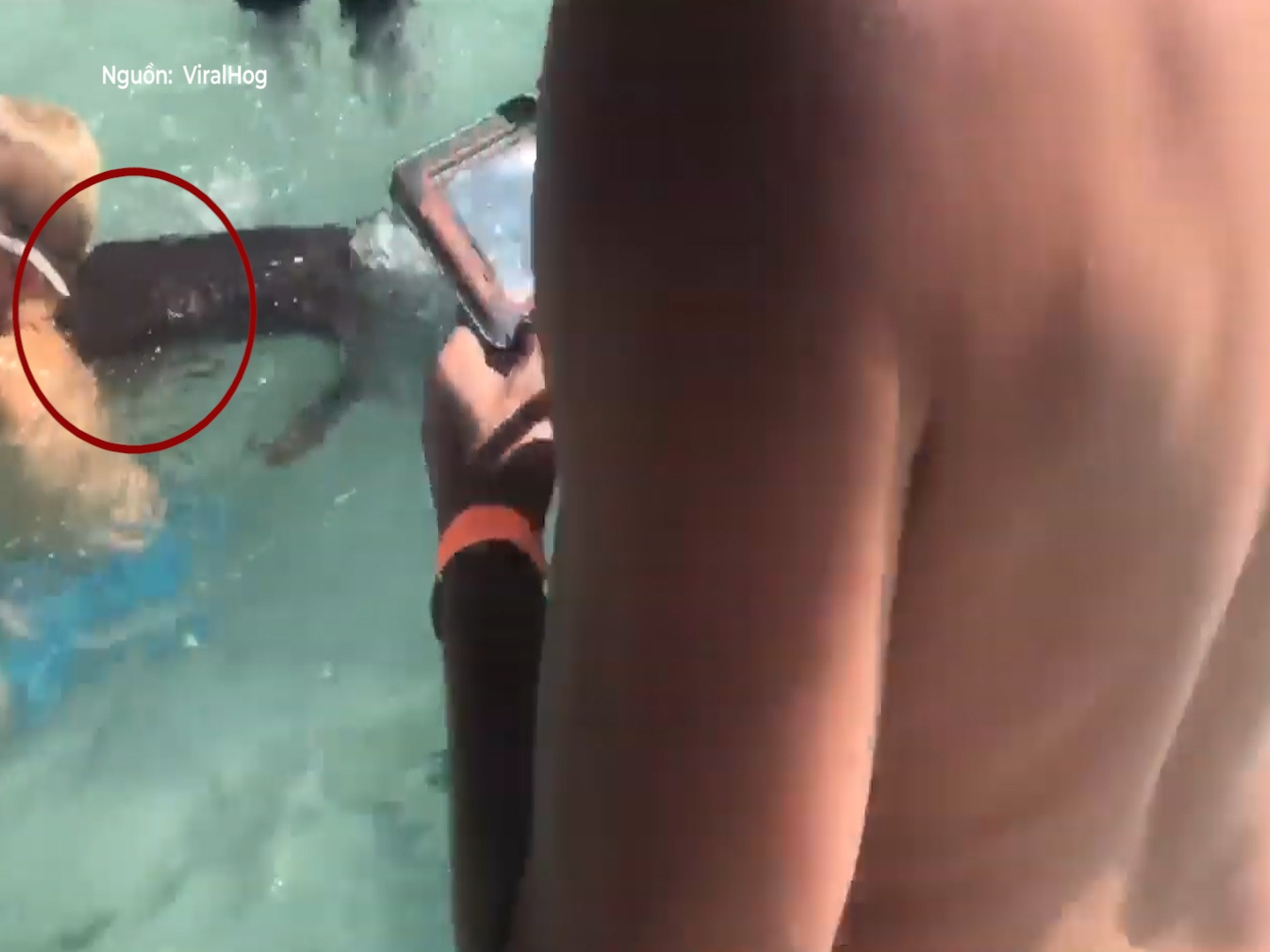 Boi trong khu nghi duong, cau be 8 tuoi bi ca map tan cong hinh anh