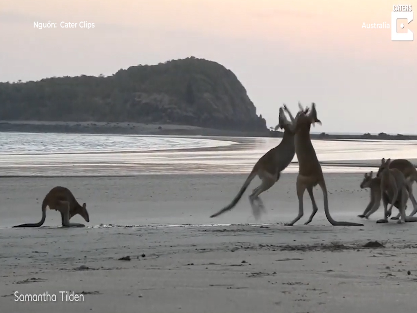 Kangaroo danh nhau tren bo bien Australia hinh anh