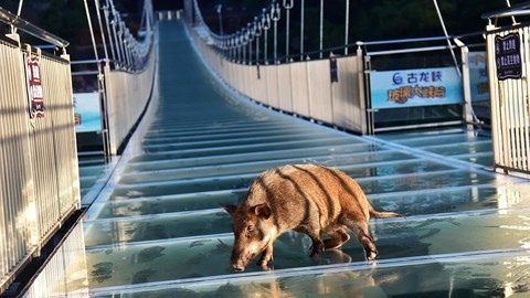 Lon rung hoang loan di qua cau kinh o Trung Quoc hinh anh