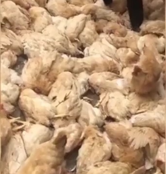 Bay ga nam chet la liet do tieng on tu truc thang bay qua gan hinh anh