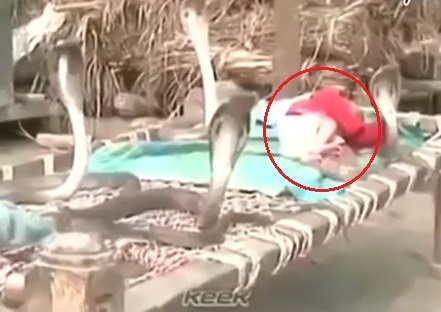 4 con ran ho mang chua 'trong' em be dang ngu hinh anh