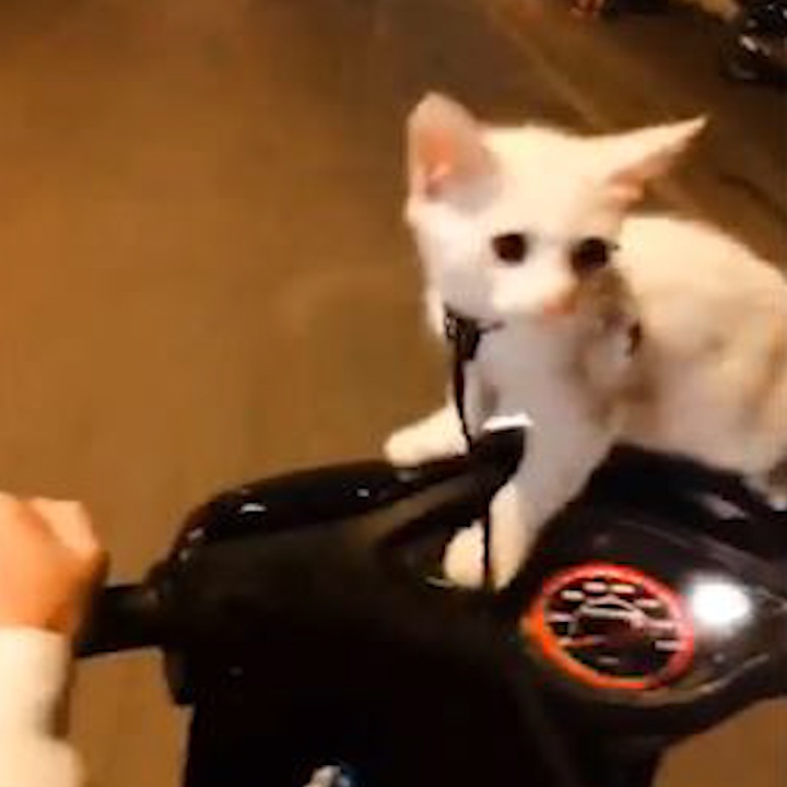 Chu dat meo 'di bao' mung tuyen Viet Nam vao chung ket AFF Cup hinh anh