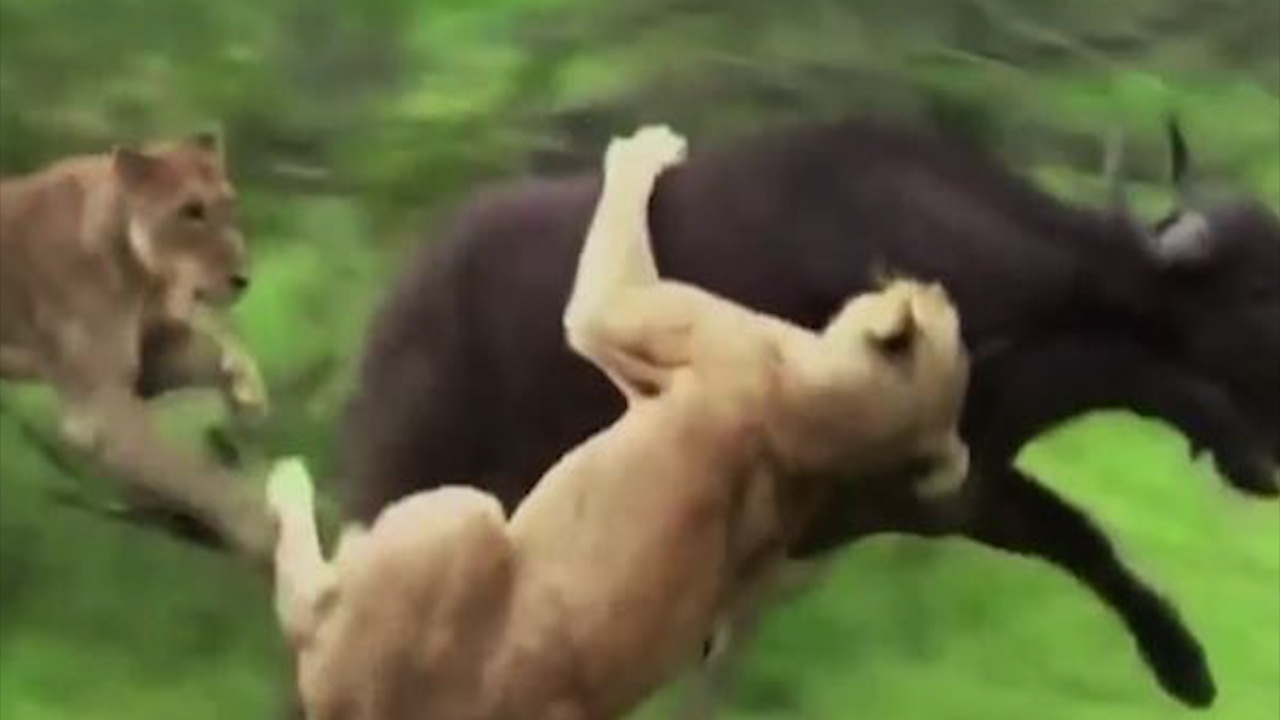 Trau rung huc su tu de cuu dong loai hinh anh