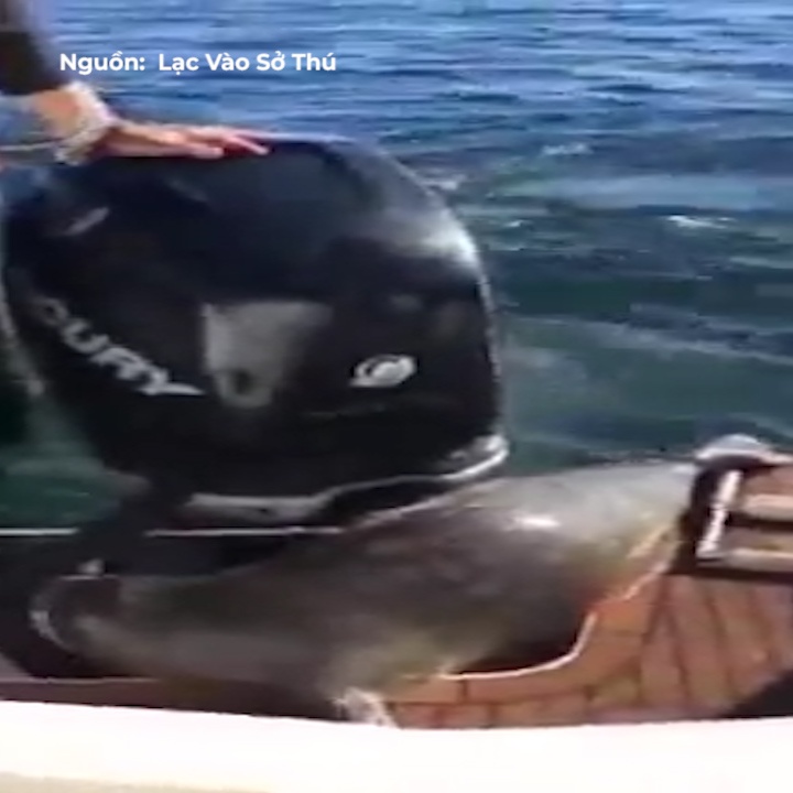 Hai cau lao thang len thuyen de tranh ca voi san moi hinh anh