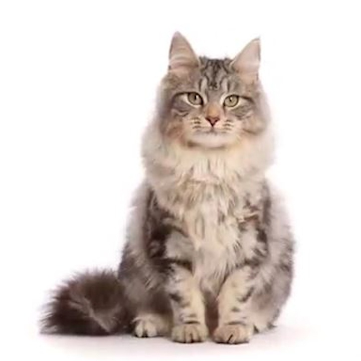 Meo con se thay doi nhu the nao khi lon len? hinh anh