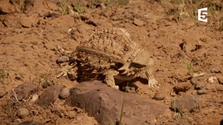 Tac ke nga lan gia chet, thoat than ngoan muc truoc ran hinh anh