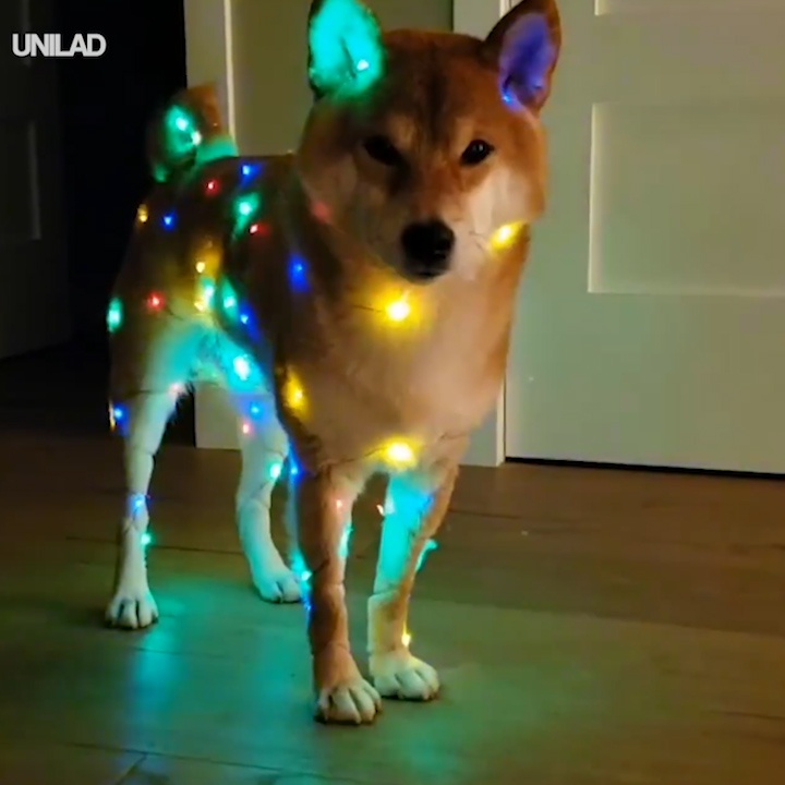 Chu cho hao huc don Giang sinh, giang day den LED tren nguoi hinh anh