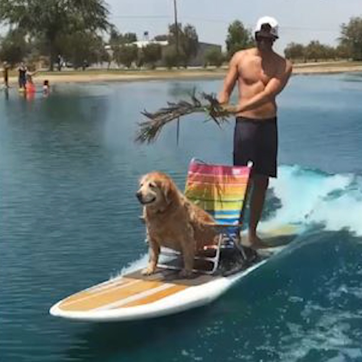 Nhung chu cho thong minh biet 'huong thu' cuoc doi hinh anh